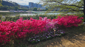 영주시 영주2동, 서천변에 봄꽃길 조성