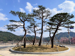 영주시, 용마루2공원 회전교차로 소나무 식재