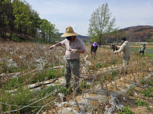 영덕군 농업정책과, 상반기 농촌 일손 돕기 봉사