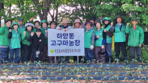 영주시 하망동 새마을협의회ㆍ부녀회, 사랑의 고구마 심기 행사