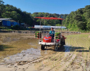 울진군, 풍년농사 기원 첫 모내기