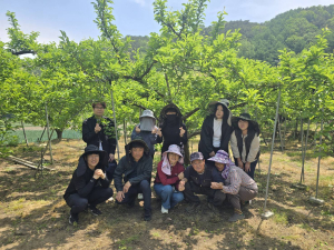 김천시 구성면, 취약계층 농가 자두 알 솎기 일손 돕기