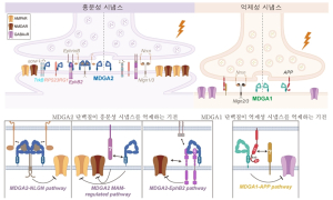 DGIST, 뇌 신호에 브레이크 거는 단백질 찾았다