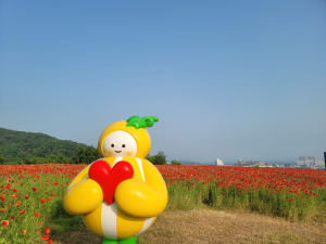 성주군 성산동 고분군에 꽃양귀비 물결