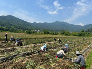고령군 대가야읍, 농촌일손돕기