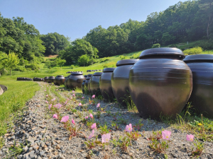 김천 친환경생태공원 봄꽃단지 새 단장