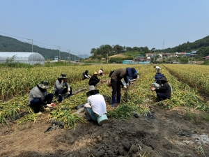 고령군 공무원, 농촌일손돕기
