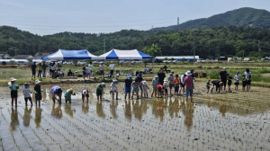 포항 어린이 농부학교 “함께 모내기 하며 생명의 가치 배워요”