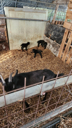 봉화 ‘복덩이 염소’ 새끼 4마리 출산