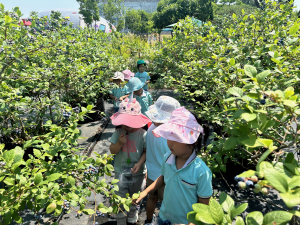 경주동궁원, ‘블루베리 열매따기 체험’ 오는 10일부터 운영