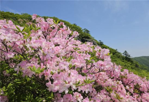 영주 소백산 철쭉의 향연