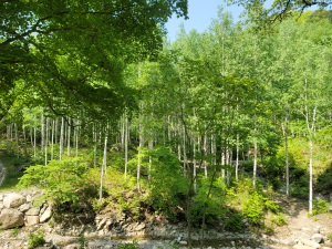 영덕국유림관리소, 영양 죽파리 자작나무 숲 추천