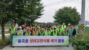 김천시 율곡동, 생태교란식물 제거 활동
