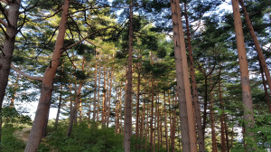 ‘울진금강송 산지농업시스템’ 일냈다