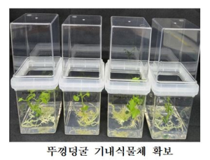 상주국립낙동강생물자원관, 뚜껑덩굴 뿌리조직 항산화 추출물 확보