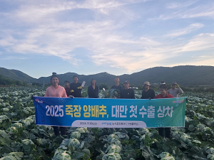 포항 죽장 특산물 양배추, 대만 첫 수출길 올라