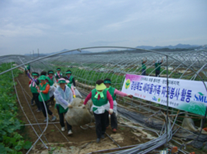 경북 새마을가족, 태풍 피해농가서 ‘구슬땀 봉사’
