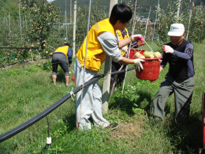 aT 대구경북지사, 낙과수거 일손돕기