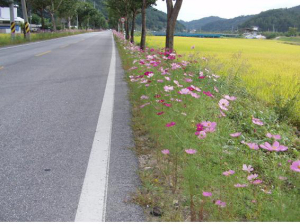봉화 물야 환상의 ‘코스모스 길’