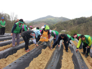 김천 지례면 새마을협, 휴경지 무 재배 ‘일석이조’