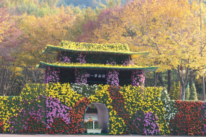 대구수목원, 가을 국화 한눈에