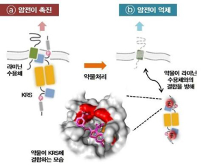 ‘암 전이 억제 항암제’후보물질 개발