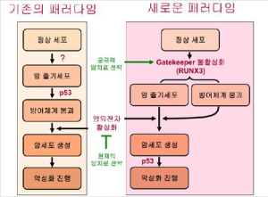 ‘문지기유전자’ 새 항암제 개발 가능성