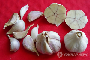 ‘마늘’ 효능ㆍ효과 인정 받다