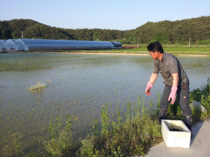 봉화군, 친환경 쌀 생산 ‘박차’