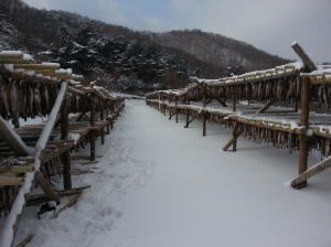 경북에도 황태덕장 탄생