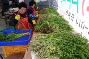 경산시, ‘청정 미나리’ 본격 출하