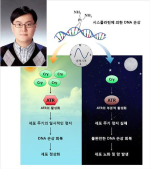 암치료 잘되는 ‘특정 시간’ 있다