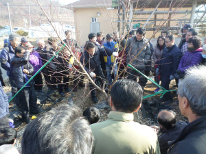 의성군, 복숭아재배 주산지 부상
