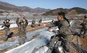 군장병과 함께 폭설 피해농가 돕는다