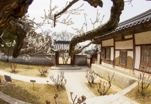 도산서원 내 매화 ‘활짝’