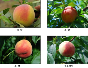 경북도농기원, 신품종 복숭아 4종 보급
