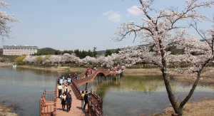 “경주 보문호반 벚꽃길 걸어요”