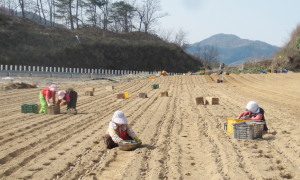 웰빙 식품 ‘안동산약’ 파종 한창