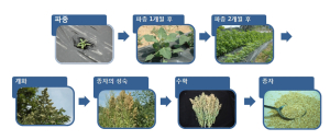 안데스작물 ‘퀴노아’ 뜨고 있다