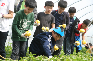 성주군, 참외따기체험 오늘부터  접수