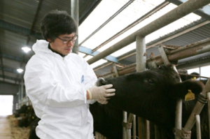 농진청, 제주흑우 우수 씨수소 보급