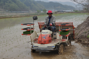 상주시, 모서면 백학리서 ‘첫 모내기’
