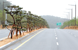 포항시, 양덕동 대로변 녹색길 조성