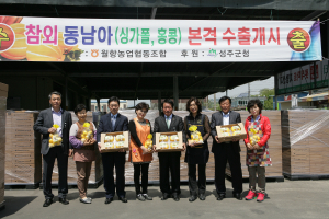 성주참외 싱가폴·홍콩시장 등 ‘수출길’