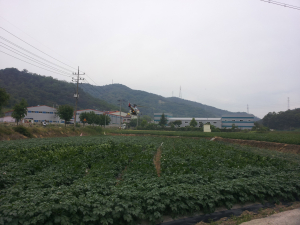 고령, 무인헬기 방제로 감자 병해충 잡는다