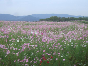 황룡사지 일원 코스모스 파종