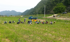 양파농가 일손돕기