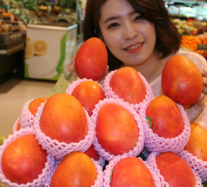 포항 롯데百 “애플 망고 맛보세요”