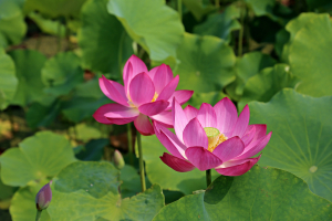 경주 연꽃단지 만개, 관광객 매료