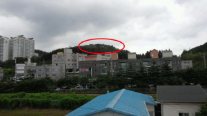 효자동 습격한 새떼의 공포